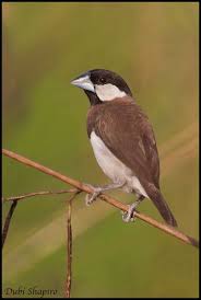 Small Bird With Black And White Head Uk World Rarities Beautiful Birds Colorful Birds Bird Pictures