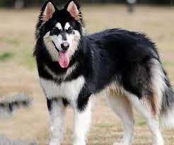 導讀 阿拉斯加雪橇犬 在冰冷的北方生活了很多年了 因為勻稱的體格和頑強精神及忍耐力受到愛狗人的追捧 現在 阿拉斯加雪橇犬已經離開了那寒冷的北方 逐漸走入了人們的生活之中 你想擁有一隻阿拉斯加嗎 你知道該如何飼養它嗎 pets