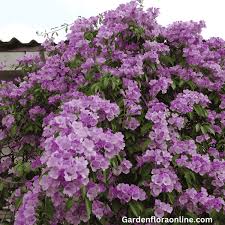 Image result for Mansoa