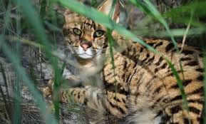 Dan pertama kali di registrasi cat fanciers association (cfa) pada tahun 1968, yang waktu itu kucing anggora putih. 3 Fakta Menarik Kucing Savannah Ciri Cara Merawat Hingga Makanan Embaran Id