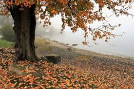 From middle english autumpne, from old french automne, from latin autumnus. Autumn In Quotes