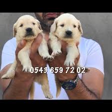 Golden Yavru 0543 659 72 02 Evcil Kopek Ilani