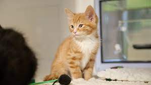 Browse our available cats kittens to find the purr fect match for your lifestyle. Adopt A Cat Find A Cat To Adopt Cats Protection