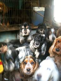 Vous avez bien réfléchi et êtes prêt à accueillir un compagnon dans votre foyer ? Sauvetage De Chiens Cockers Par La Fondation Assistance Aux Animaux