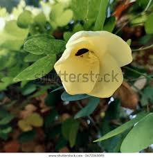 Image result for Bauhinia tomentosa