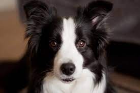 Your Guide To Border Collie Coat Colours Dog Breeds Collie Border Collie