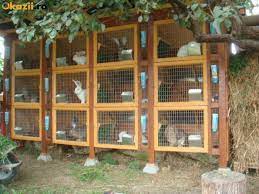 Cuștile pentru iepuri construite acasă sunt cele mai sigure pentru animale. N Constructia Unei Custi Pentru Iepuri Mihaidaniel95