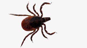 13 Signs And Symptoms Of Lyme Disease