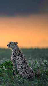 We did not find results for: Cheetah Wallpaper For Iphone 6 Plus