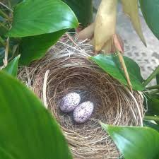 Misal sangkar murai batu ukurannya lebih besar dan tinggi karena ekornya panjang. Denpasar Viral Mimin Iseng Iseng Jalan Ke Belakang Rumah Tiba Tiba Melihat Sarang Burung Yang Ada Telor Nya 2 Butir Kira Kira Telur Burung Apa Ini Ya Semeton Infopedungan Denpasarviral Tanyatanya Taluhmisterius