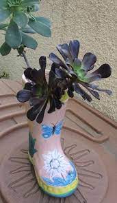 Aeonium Arboreum Zwartkop Black Rose Care And Propagation Rose Care Succulent Species Succulents