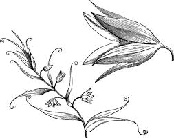 Image result for Littonia modesta