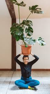 5 out of 5 stars. Split Leaf Philodendron Guide Caring For Monstera Deliciosa