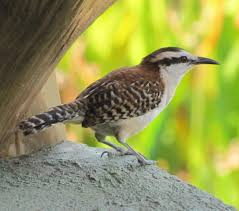 (i) modified flat green stem that prepares food by photosynthesis and conserves water. The Cactus Wren Our Audacious State Bird Saddlebag Notes Tucson Com