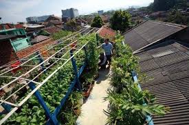 Berkebun di rumah merupakan cara untuk menghabiskan waktu di luar ruangan baik sendiri atau bersama keluarga. Unik Cara Mudah Berkebun Sendiri Di Rumah