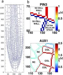 It says there is a unlabeled plant cell worksheet, but i can't find one. A Recovery Principle Provides Insight Into Auxin Pattern Control In The Arabidopsis Root Scientific Reports