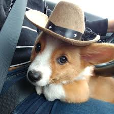 Find the perfect puppy for you and your family. The Look When My Brother Tried To Take Her Off Of My Laphttps Imgur Com Gallery Adbs868 Cowboy Corgi Cute Corgi Puppy Corgi