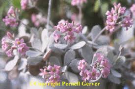 Image result for Kalanchoe uniflora