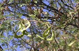Image result for Acacia gerrardii