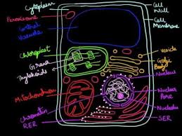 A layer of membrane, called tonoplast, surrounds the plant cell's central vacuole. Plant Cell Biology Natural Sciences Plant Sell Glogster Edu Interactive Multimedia Posters