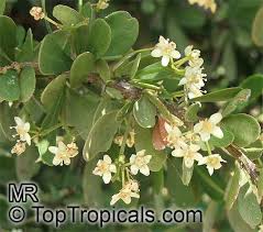 Image result for Gymnosporia glaucophylla