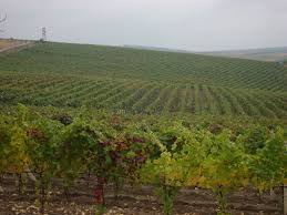 A fost fondată pe 25 iulie 2003 cu numărul de identificare 1003600081160 pe adresa uta găgăuzia, vulcăneşti, str. Vita De Vie Cricova Mapio Net