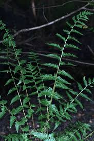 Image result for Dryopteridaceae