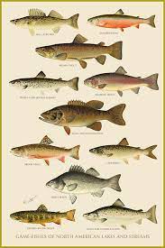 American Game Fish By Gary Grayson Fish Art Fish Animal Art