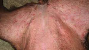 Belly And Leg Rash On Dog Heat Rash Rash On Dogs Belly Rashes Remedies