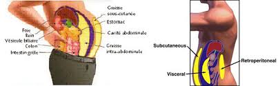 See more of slimtea pour perdre le gras du ventre on facebook. Comment Perdre La Graisse Abdominale Ventre Plat Conseils