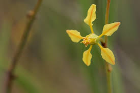 Image result for Janusia