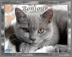 Des gifs joyeux anniversaire clignotant, scintillant et toujours gratuit à télécharger à tout moment pour passer un bon et agréable anniversaire. Les 500 Meilleures Chat Joyeux Anniversaire Gif 265339