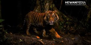 Mimpi yang sering membuat orang penasaran adalah mimpi mengenai binatang harimau. 21 Arti Mimpi Bertemu Harimau Menurut Primbon Jawa Hewanpedia