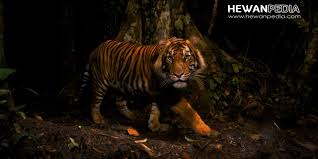 Maybe you would like to learn more about one of these? 21 Arti Mimpi Bertemu Harimau Menurut Primbon Jawa Hewanpedia
