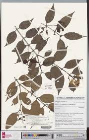 Image result for Syzygium owariense