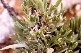 Image result for Aizoon virgatum