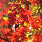 Ageing Mindfully, Living Well: a 5-night retreat event image