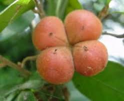 Image result for Cola natalensis