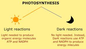 what are dark and light reactions in photosynthesis