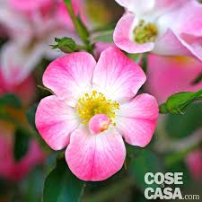 Fiori rosa e bacche rosse from 2.bp.blogspot.com. Nove Rose Bellissime Elenco Specie E Descrizione Cose Di Casa
