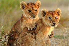 The mane has often been viewed as a shield that protects a male's neck during fights against other males, but lions mostly attack each other on the back and hips. Lion Cubs All You Need To Know Info Facts Images Alert