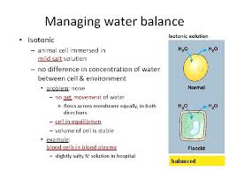 When plant cells are in a hypotonic solution, the central vacuole takes on extra water and pushes the cell membrane against the cell wall. Chapter 7 Membrane Structure And Function Cell Membrane