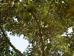 Résultat de recherche d'images pour "tree durian"