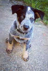 Brutus Australian Cattle Dog 10 Weeks Blue Heeler Queensland Heeler Puppy Blue Heeler Dogs Australian Cattle Dog Blue Heeler Heeler Puppies