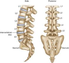 The femur, or thighbone, is the longest and largest bone in the human body. Clinical Anatomy Of The Lumbosacral Spine Springerlink