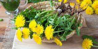 We did not find results for: Bunga Dandelion Bunga Cantik Kaya Akan Manfaat Kesehatan