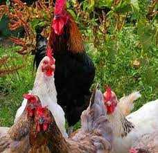 Oct 28, 2020 · 5. Arti Mimpi Jualan Ayam 24 Arti Mimpi Jual Daging Ayam Pictures Sipeti Proses Pindah