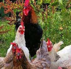 Dengan berbagai macam kesulitan yang menghadang, justru kamu tumbuh menjadi manusia yang mentalnya sekuat karang. Arti Mimpi Jualan Ayam 116 Arti Mimpi Melihat Ayam Betina Bertelur Menurut Islam Atas Kita