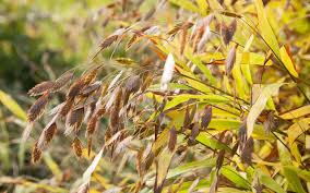 Image result for Chasmanthium latifolium