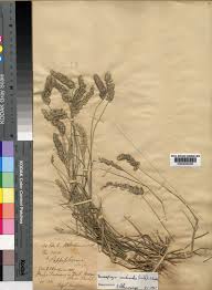 Image result for Enneapogon cenchroides